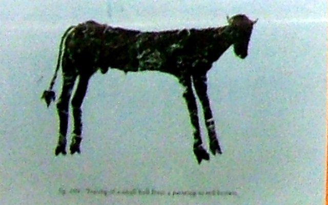 photo33.jpg